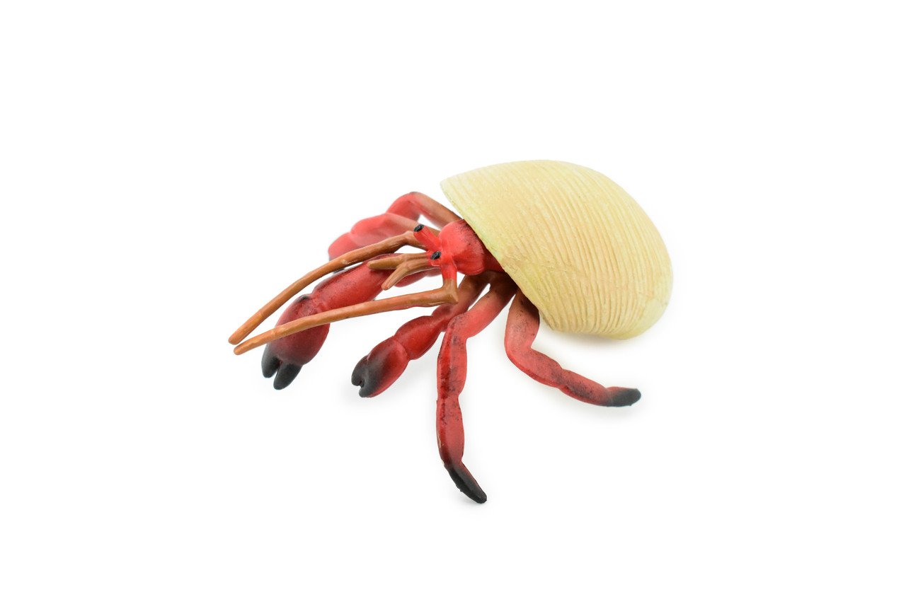 Crab, Hermit Crab, Museum Quality, Hand Painted, Rubber Crustaceans, Realistic Toy Figure, Model, Replica, Kids, Educational, Gift,       4 1/2"    CH191 BB116