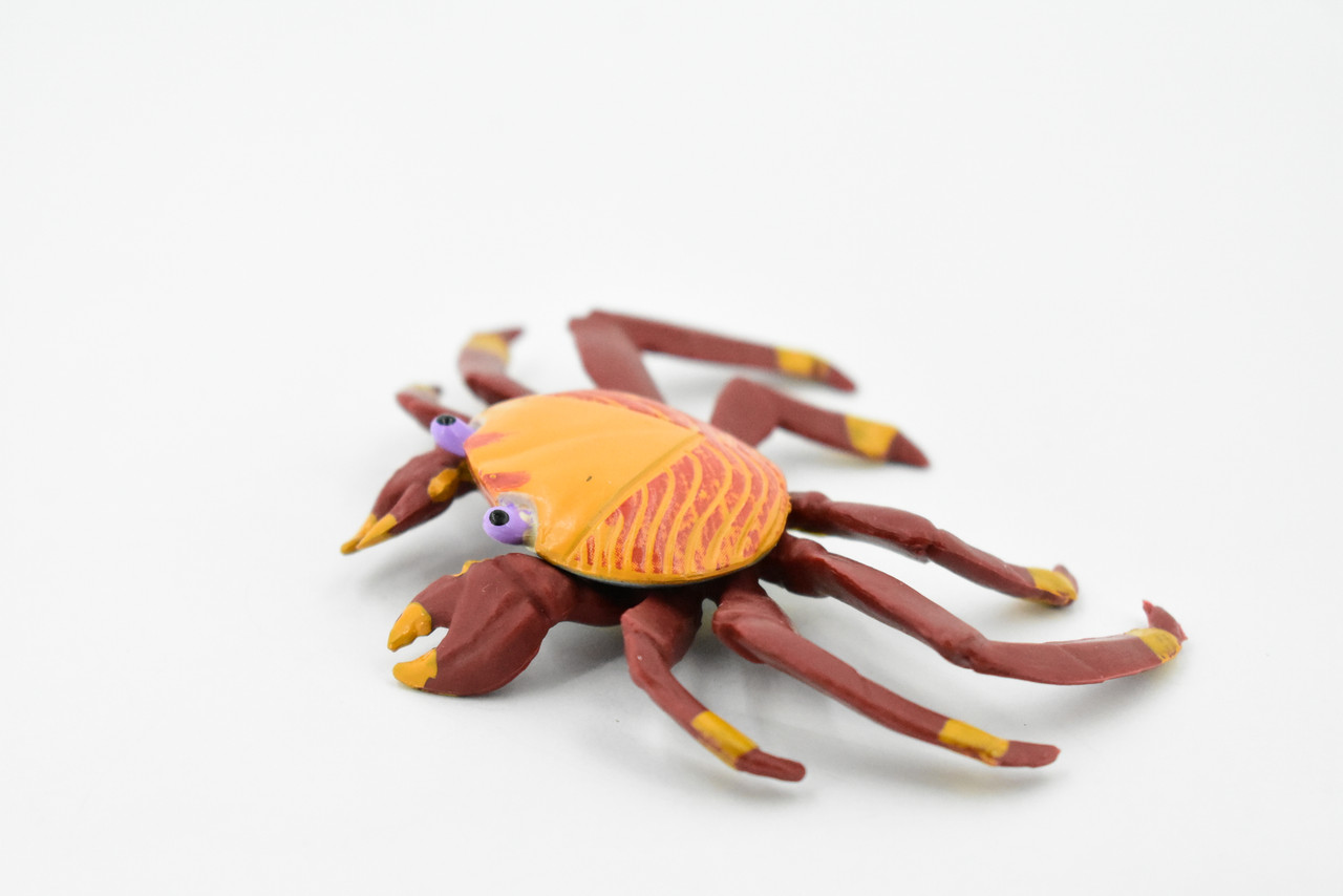 Crab, Sally Lightfoot Scud Crab, Museum Quality, Hand Painted, Rubber Crustaceans, Realistic Toy Figure, Model, Replica, Kids, Educational, Gift,       4"    CH192 BB116