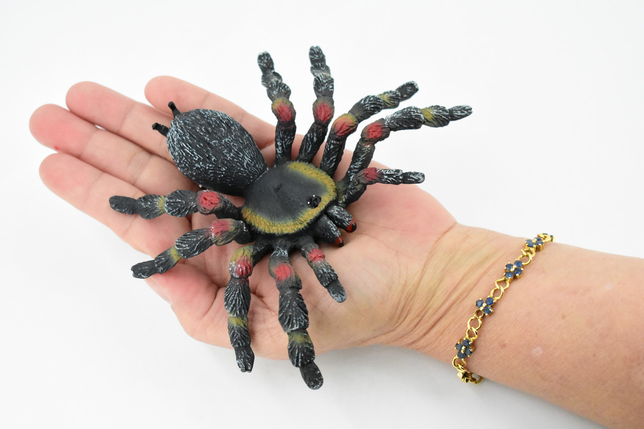 Tarantula Spider, Red Knee, Arachnida, Museum Quality, Educational, Hand Painted, Rubber Insect, Diorama Model, Realistic, Kids, Toys,  5 Inches. 