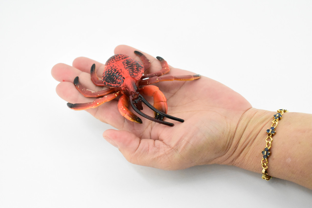 Crab, Coconut Crab, Museum Quality, Hand Painted, Rubber Crustaceans, Realistic Toy Figure, Model, Replica, Kids, Educational, Gift,       4"     CH196 BB117