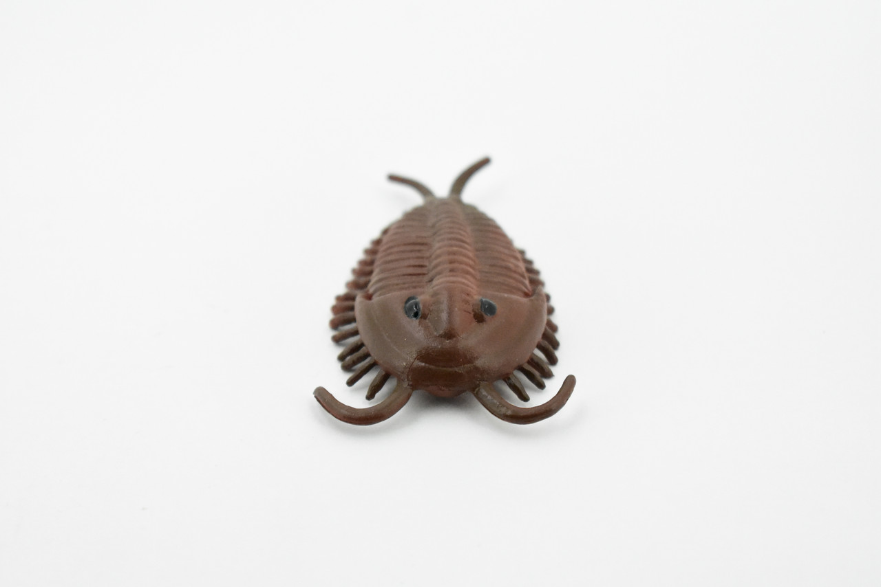 Trilobita, Trilobites, Extinct Marine Arthropods, Hand Painted, Realistic Toy Figure, Model, Replica, Kids, Educational, Gift,     2 1/2"    CH199 BB117