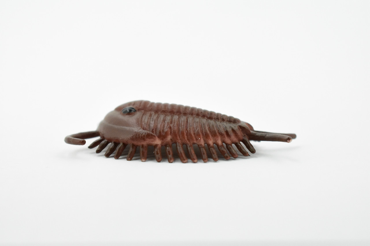 Trilobita, Trilobites, Extinct Marine Arthropods, Very Nice Design, Rubber, Hand Painted, Realistic Toy Figure, Diorama Model, Kids, Educational, Gift,   2 1/2 Inches. 