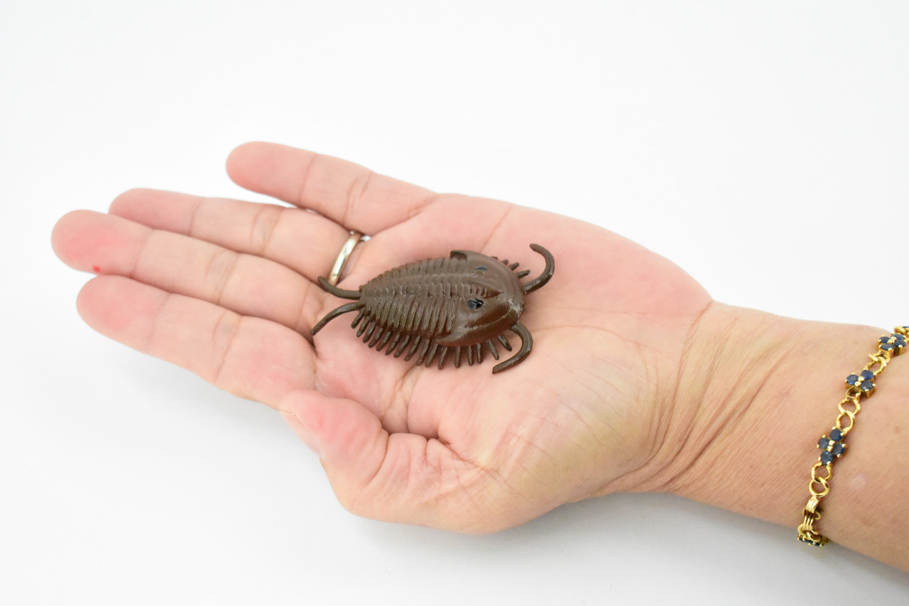 Trilobita, Trilobites, Extinct Marine Arthropods, Hand Painted, Realistic Toy Figure, Model, Replica, Kids, Educational, Gift,     2 1/2"    CH199 BB117