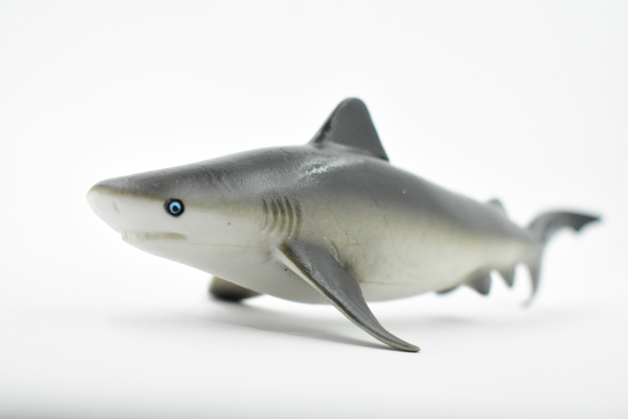  Bull Shark, Carcharhinus leucas, Museum Quality, Hand Painted, Educational, Rubber Fish, Diorama Model, Replica, Realistic Toy Figure, Kids,  6 Inches. 