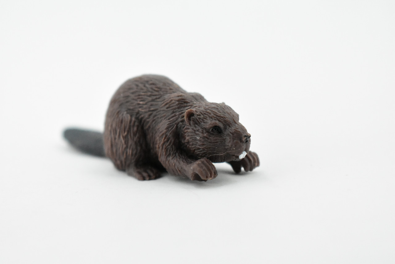 Beaver, Castor, Rubber Animal, Hand Painted, Realistic Toy Figure, Model, Replica, Kids, Educational, Gift,      2 1/2"      CH208 BB118