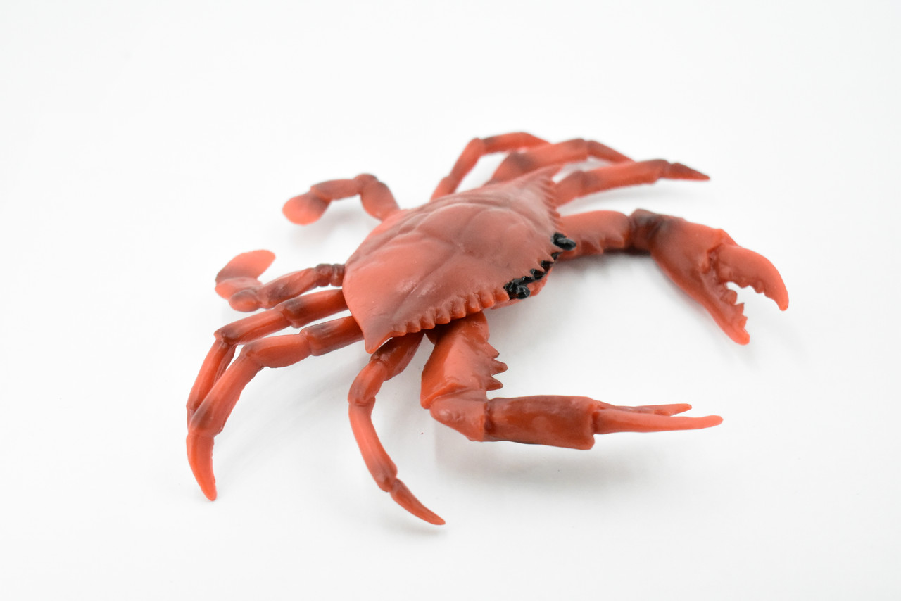 Crab, Red Rock Crab, Museum Quality, Hand Painted, Rubber Crustaceans, Realistic Toy Figure, Model, Replica, Kids, Educational, Gift,        7"      CH212 BB118