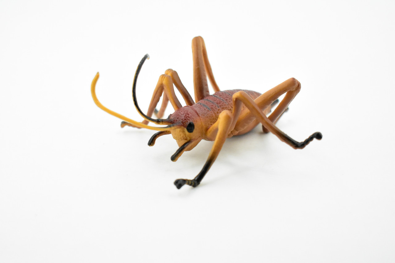 Cricket, Gryllidae, Museum Quality, Rubber Insect, Hand Painted, Realistic Toy Figure, Diorama Model, Kids, Educational,  3 1/2 Inches. 