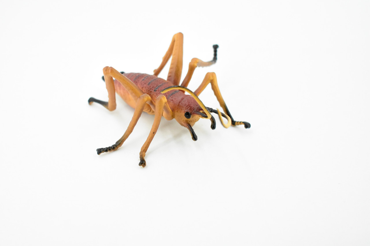 Cricket, Gryllidae, Museum Quality, Rubber Insect, Hand Painted, Realistic Toy Figure, Diorama Model, Kids, Educational,  3 1/2 Inches. 