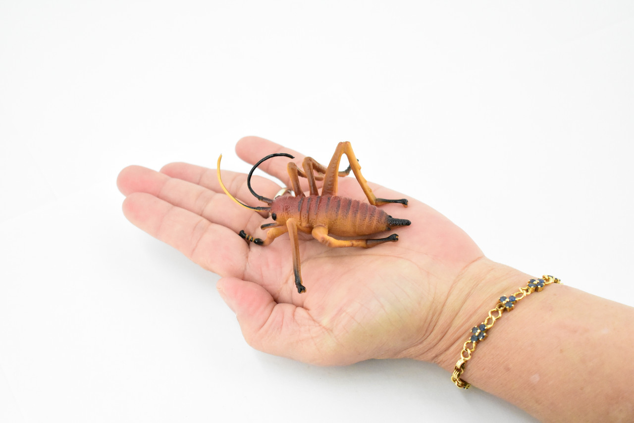 Cricket, Gryllidae, Museum Quality, Rubber Insect, Hand Painted, Realistic Toy Figure, Diorama Model, Kids, Educational,  3 1/2 Inches. 