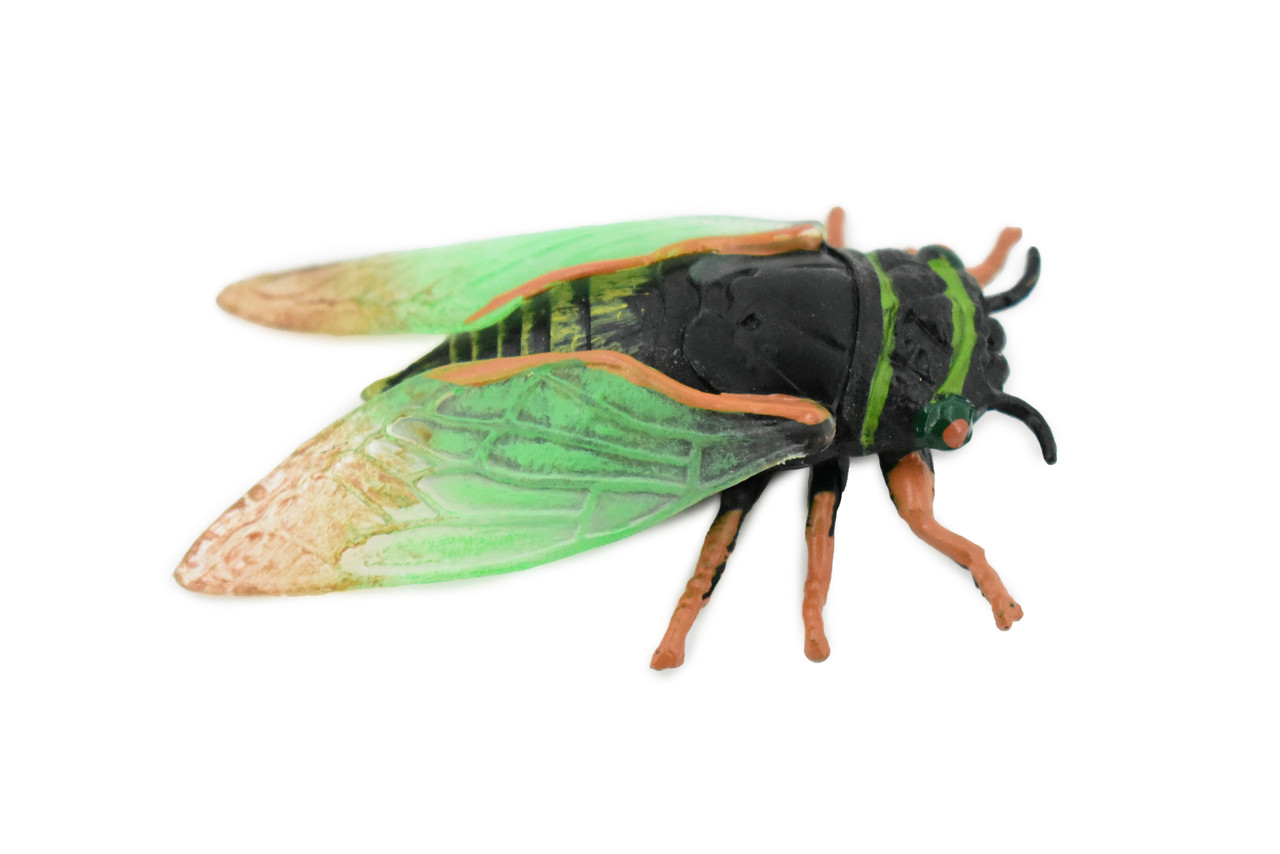 Cicada, Cicadoidea, Rubber Insect, Hand Painted, Realistic Toy Figure, Model, Replica, Kids, Educational, Gift,       2 1/2"      CH231 BB119