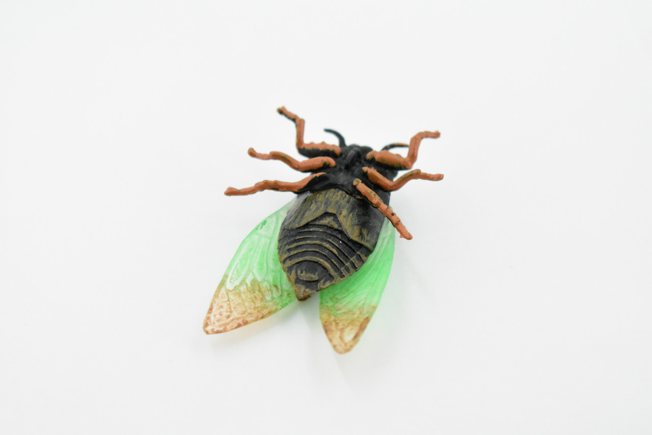 Cicada, Cicadoidea, Rubber Insect, Hand Painted, Realistic Toy Figure, Model, Replica, Kids, Educational, Gift,       2 1/2"      CH231 BB119