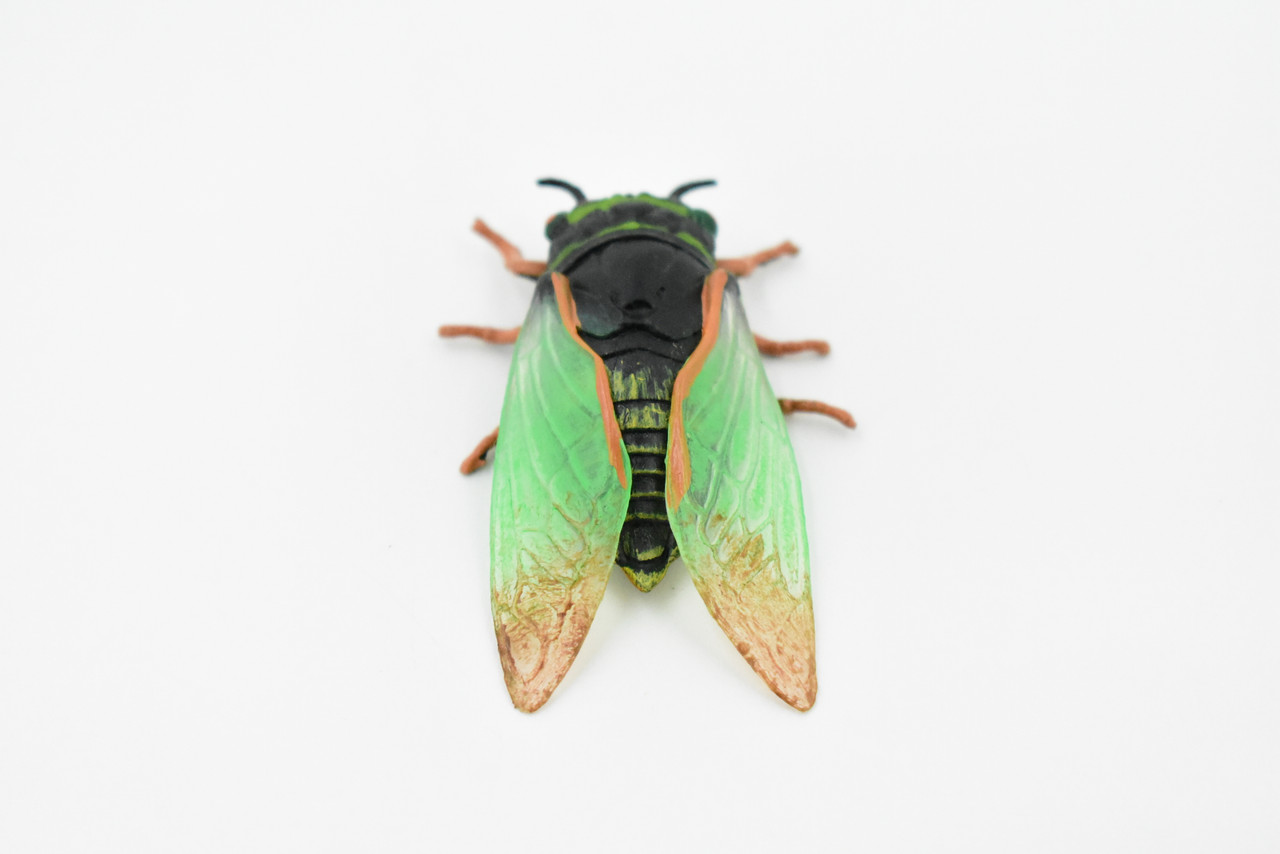 Cicada, Cicadoidea, Harvest fly, Museum Quality, Rubber Insect, Hand Painted, Realistic Toy Figure, Diorama Model, Kids, Educational, 2 1/2 Inches. 