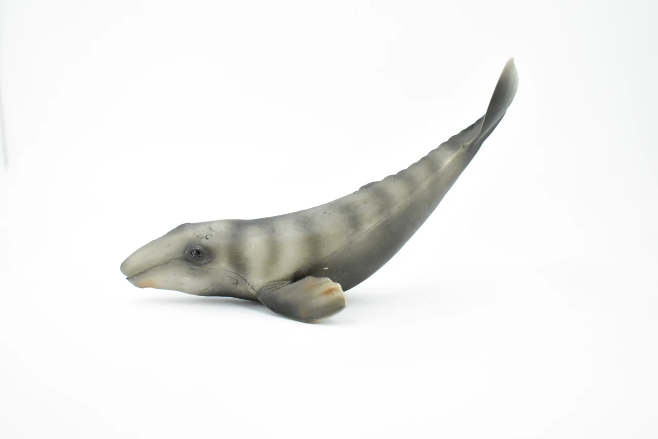 Gray Whale, Grey Back, Marine Mammal, Museum Quality, Hand Painted, Educational, Rubber Animal, Realistic Toy Figure, Diorama Model, Kids, 7 Inches. 