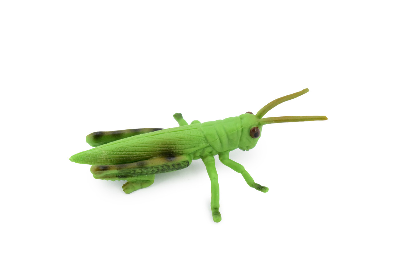 Grasshopper, Caelifera, Museum Quality, Rubber Insect, Hand Painted, Realistic Toy Figure, Diorama Model, Kids, Educational, 3 1/2 Inches. 