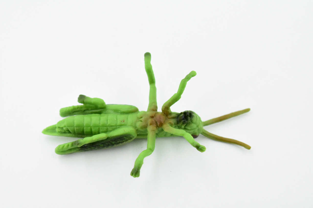 Grasshopper, Rubber Insect, Hand Painted, Realistic Toy Figure, Model ...