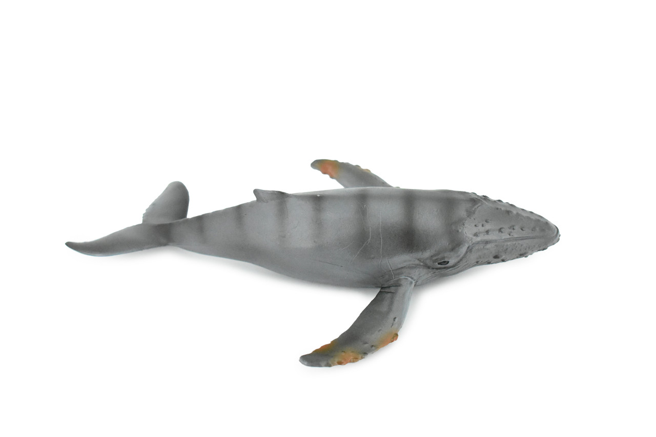 Whale, Gray Whale, Grey Back, Museum Quality, Hand Painted, Rubber Mammal, Realistic Toy Figure, Model, Replica, Kids, Educational, Gift,     7 1/2"    CH283 BB126 
