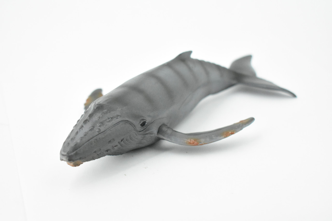 Whale, Gray Whale, Grey Back, Museum Quality, Hand Painted, Rubber Mammal, Realistic Toy Figure, Model, Replica, Kids, Educational, Gift,     7 1/2"    CH283 BB126 