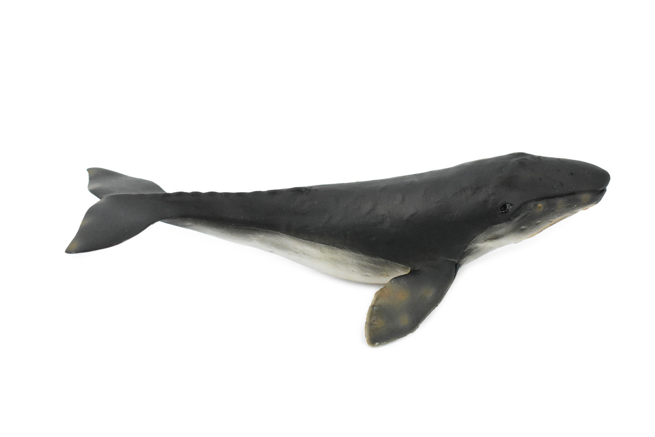 Whale, Grey Whale, Museum Quality, Hand Painted, Rubber Marine Mammal, Realistic Toy Figure, Model, Replica, Kids, Educational, Gift,     7"     CH288 BB127