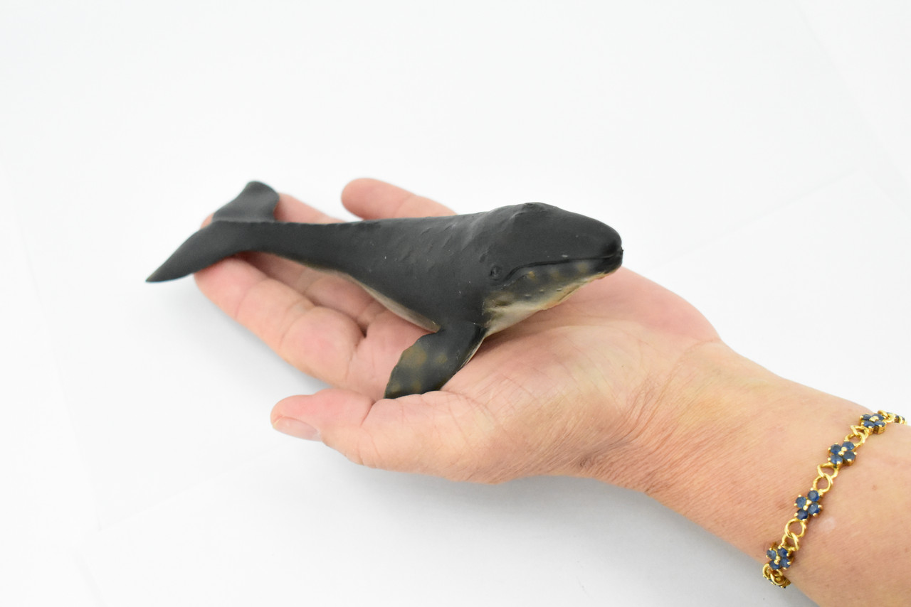 Whale, Grey Whale, Museum Quality, Hand Painted, Rubber Marine Mammal, Realistic Toy Figure, Model, Replica, Kids, Educational, Gift,     7"     CH288 BB127