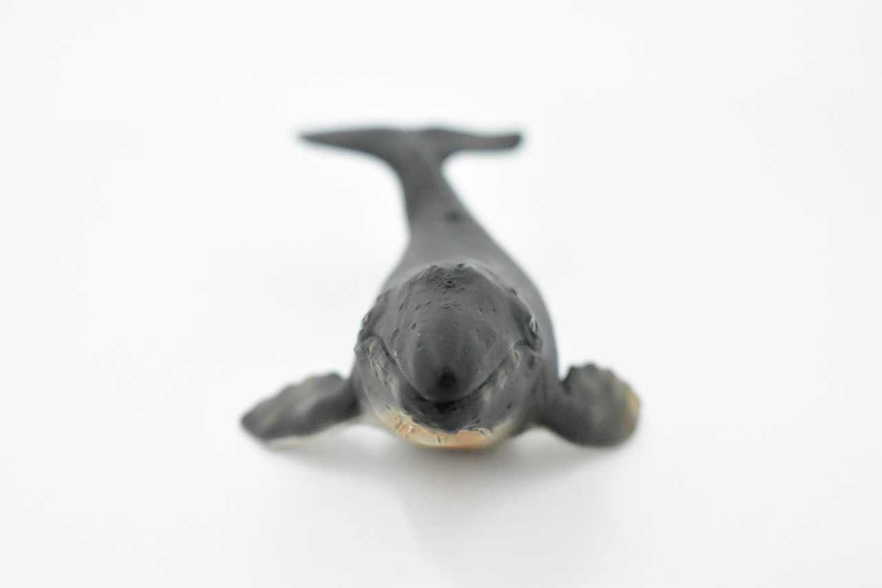 Whale, Grey Whale, Museum Quality, Hand Painted, Rubber Marine Mammal, Realistic Toy Figure, Model, Replica, Kids, Educational, Gift,     7"     CH288 BB127