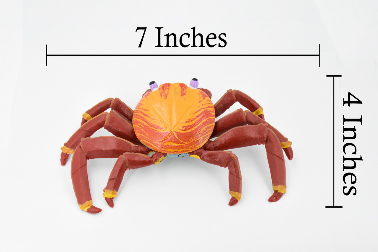 Crab, Sally Lightfoot Crab, Museum Quality, Hand Painted, Rubber Crustacean, Realistic Toy Figure, Model, Replica, Kids, Educational, Gift,     7"     CH290 BB127  