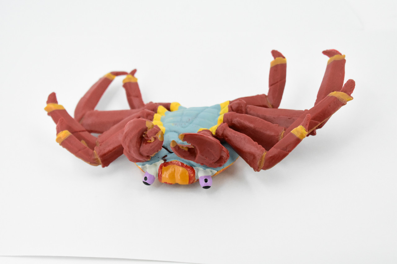 Crab, Sally Lightfoot Crab, Museum Quality, Hand Painted, Rubber Crustacean, Realistic Toy Figure, Model, Replica, Kids, Educational, Gift,     7"     CH290 BB127  