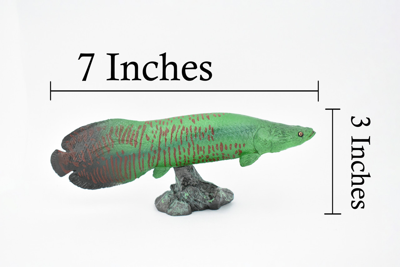 Fish, Arapaima, Green, Museum Quality, Hand Painted, Rubber Fish, Realistic Toy Figure, Model, Replica, Kids, Educational, Gift,     7 "    CH320 BB132