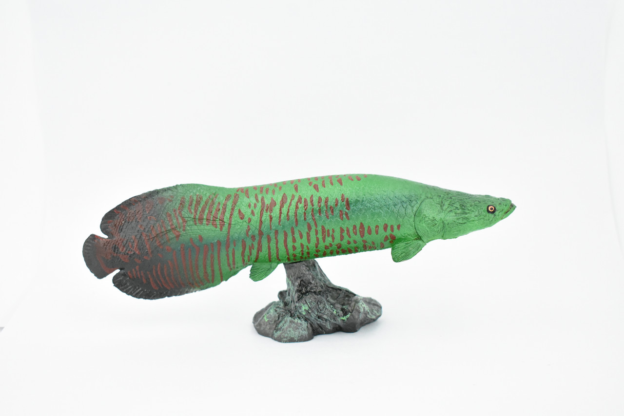 Fish, Arapaima, Green, Museum Quality, Hand Painted, Rubber Fish, Realistic Toy Figure, Model, Replica, Kids, Educational, Gift,     7 "    CH320 BB132