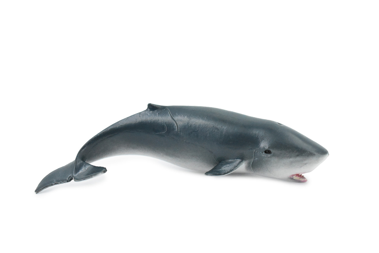 Whale, Sperm Whale Baby, Cetacean, Marine Mammal, Museum Quality, Hand Painted, Rubber Animal, Realistic Toy Figure, Model, Educational, Gift,       5"     CH322 BB132
