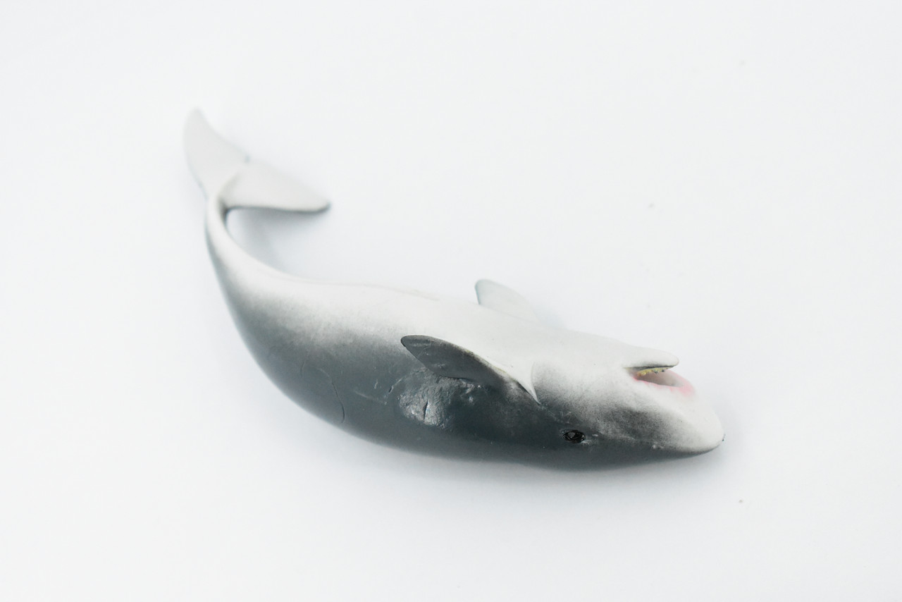 Whale, Sperm Whale Baby, Cetacean, Marine Mammal, Museum Quality, Hand Painted, Rubber Animal, Realistic Toy Figure, Model, Educational, Gift,       5"     CH322 BB132
