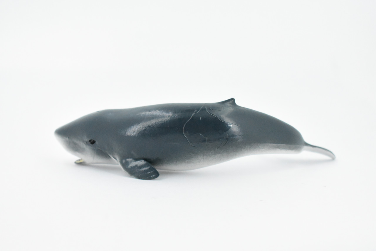 Whale, Sperm Whale Baby, Cetacean, Marine Mammal, Museum Quality, Hand Painted, Rubber Animal, Realistic Toy Figure, Model, Educational, Gift,       5"     CH322 BB132