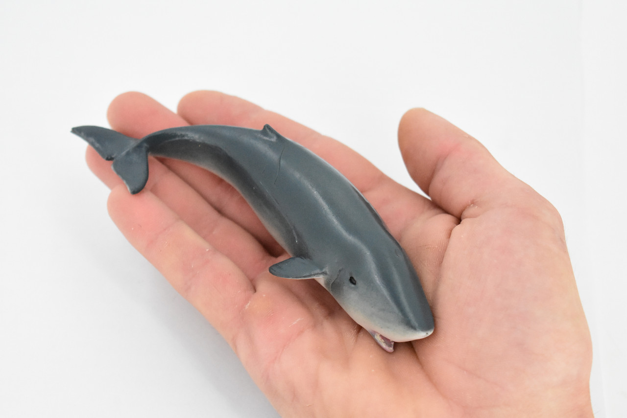 Whale, Sperm Whale Baby, Cetacean, Marine Mammal, Museum Quality, Hand Painted, Rubber Animal, Realistic Toy Figure, Model, Educational, Gift,       5"     CH322 BB132