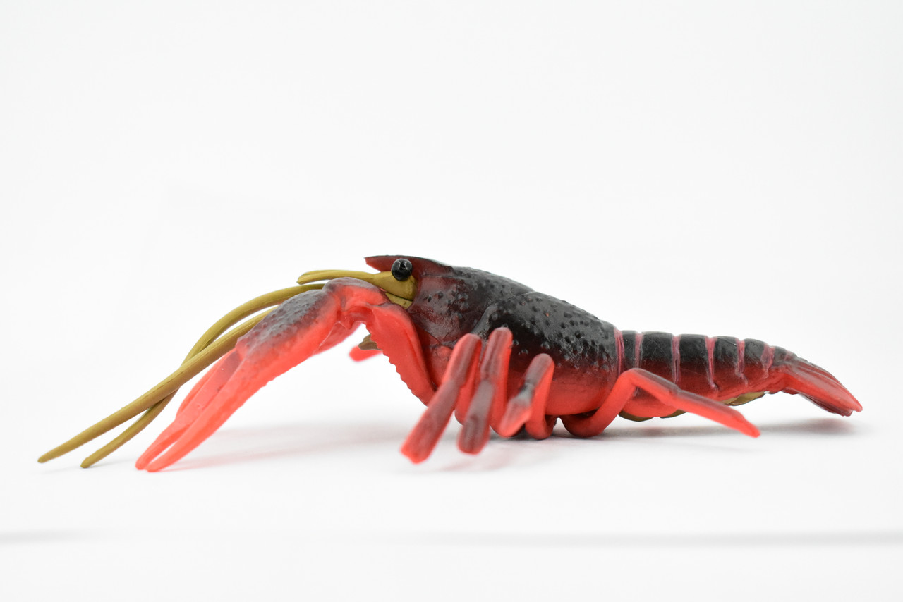 Crawfish, Crayfish, Museum Quality, Hand Painted, Rubber Crustaceans, Educational, Realistic, Lifelike, Educational, Gift,       7"      CH325 BB132