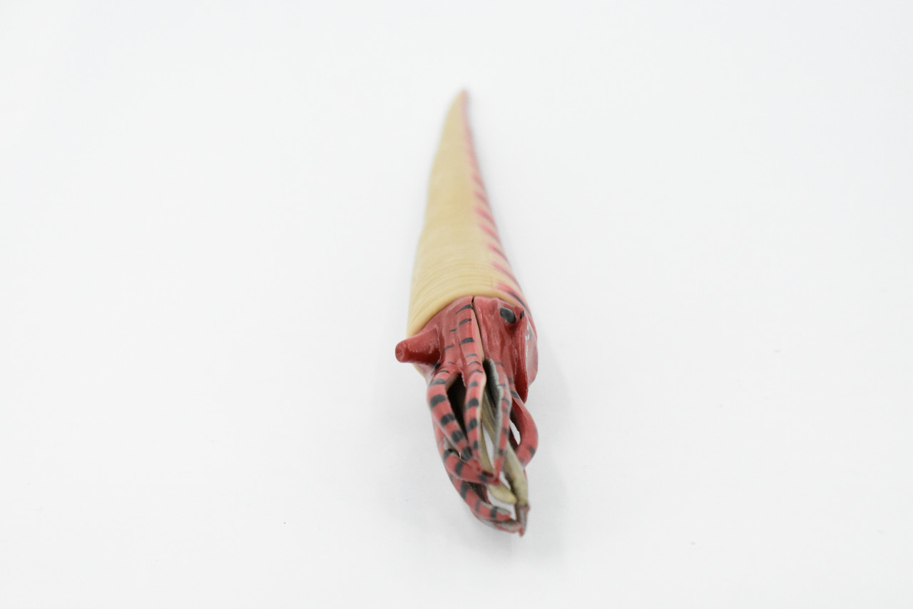 Orthoceras, Extinct Nautiloid Cephalopod, Museum Quality, Rubber Fish, Hand Painted, Realistic Toy Figure, Diorama Model, Kids, Educational, 8 Inches. 