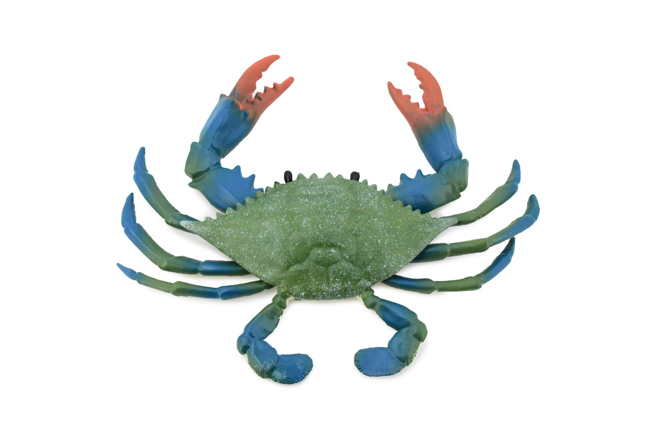 Crab, Blue Crab, Museum Quality, Rubber Crustacean, Hand Painted, Realistic Toy Figure, Model, Replica, Kids, Educational, Gift,       7"       CH332 BB133