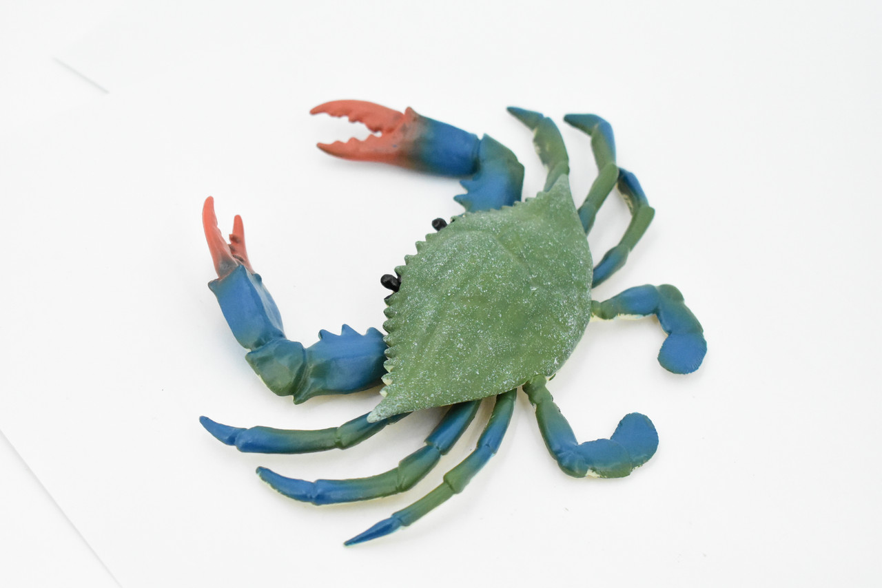 Crab, Blue Crab, Museum Quality, Rubber Crustacean, Hand Painted, Realistic Toy Figure, Model, Replica, Kids, Educational, Gift,       7"       CH332 BB133