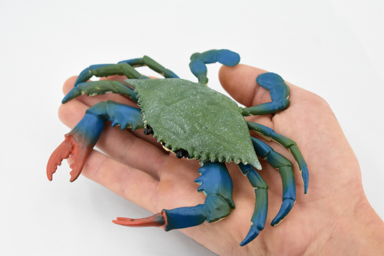 Crab, Blue Crab, Museum Quality, Rubber Crustacean, Hand Painted, Realistic Toy Figure, Model, Replica, Kids, Educational, Gift,       7"       CH332 BB133