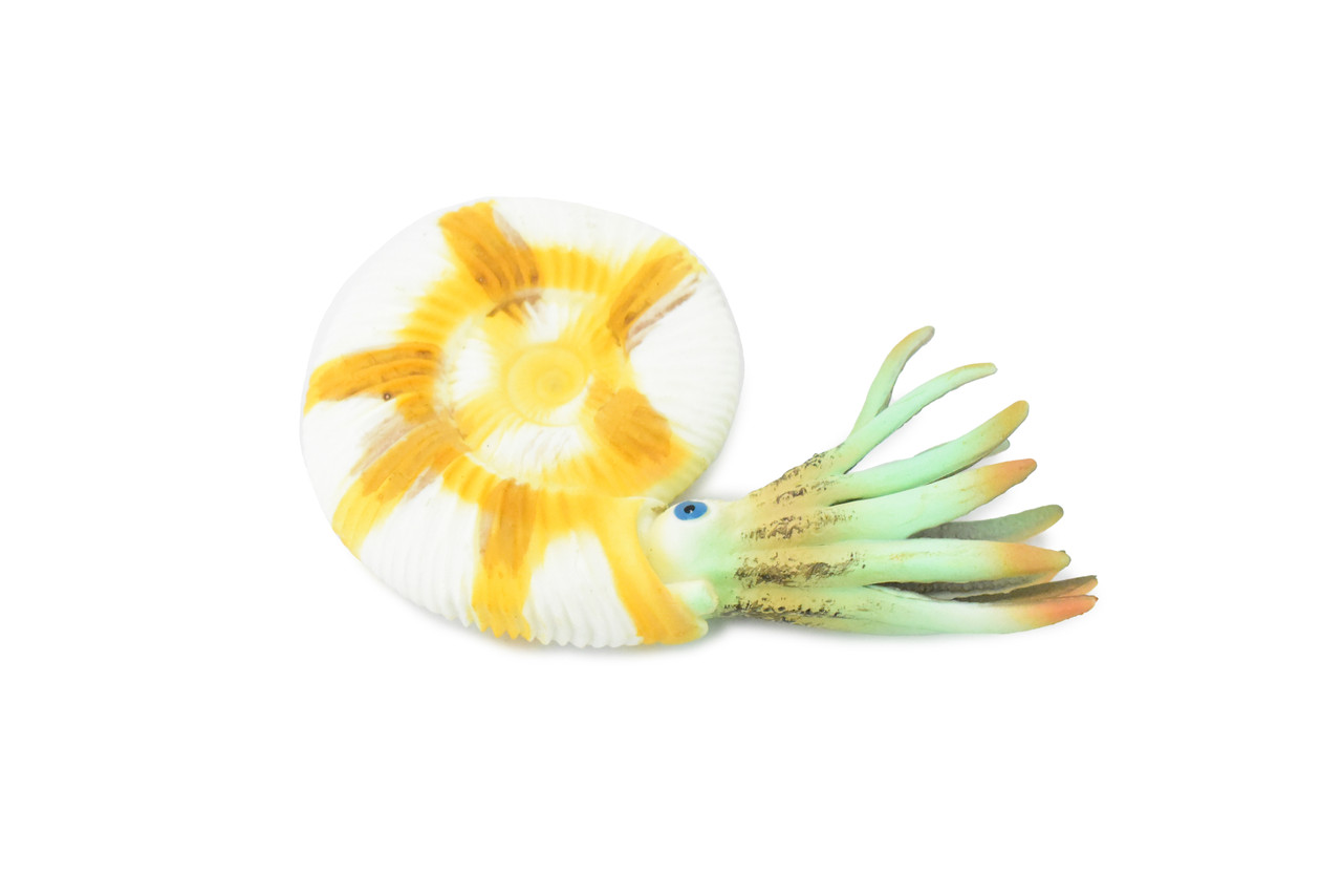 Ammonite Prehistoric Marine Animal, Ocean Fossil Museum Quality, Rubber, Hand Painted, Realistic Toy Figure, Model, Replica, Kids, Educational, Gift,     4 1/2"       CH333 BB133