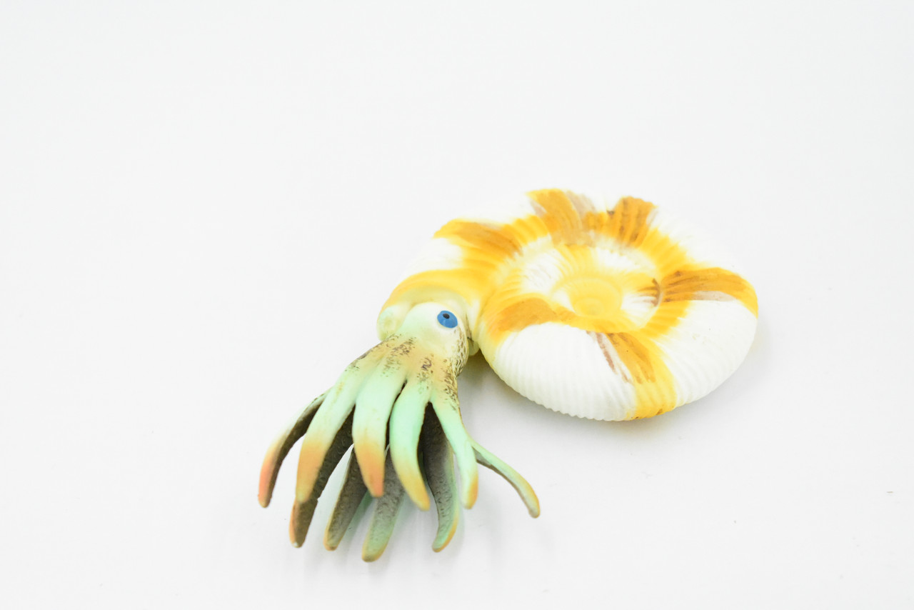 Ammonite Prehistoric Marine Animal, Ocean Fossil Museum Quality, Rubber, Hand Painted, Realistic Toy Figure, Model, Replica, Kids, Educational, Gift,     4 1/2"       CH333 BB133
