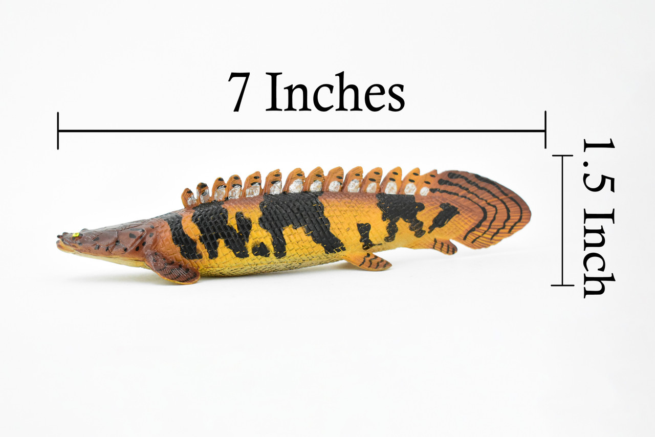Fish, Bowfin Fish, Barred Bichir, Museum Quality, Hand Painted, Rubber Fish, Realistic Toy Figure, Model, Replica, Kids, Educational, Gift,     7"    CH336 BB133