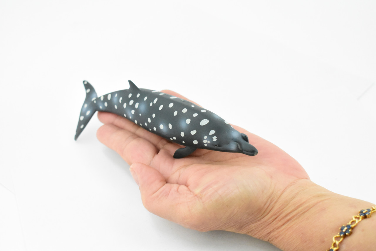 Blainville's Beaked Whale, Marine Mammal, Museum Quality, Hand Painted, Educational, Rubber Animal, Realistic Toy Figure, Diorama Model, Kids, 7 Inches. 