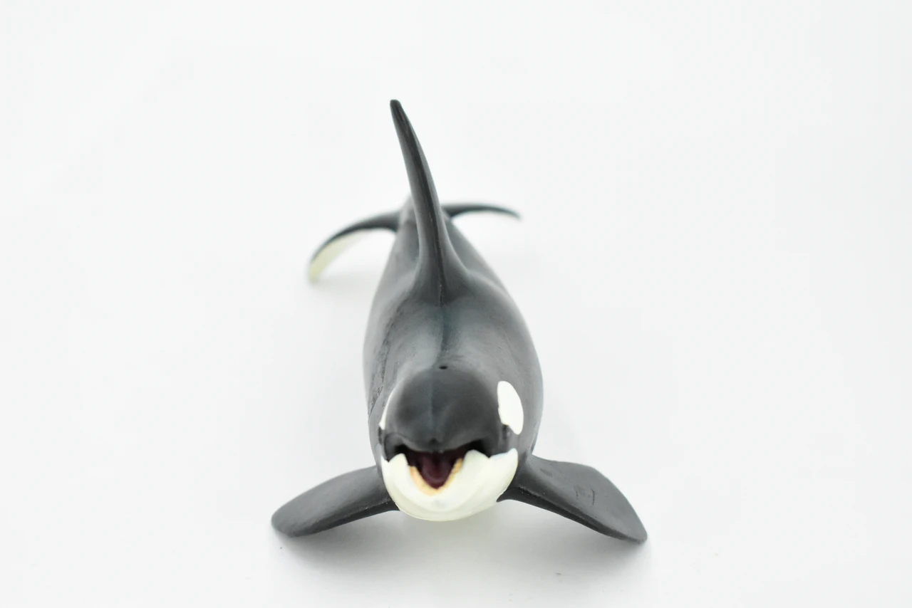 Orca, Killer Whale, Marine Mammal, Museum Quality, Hand Painted, Educational, Rubber Animal, Realistic, Diorama Model, Toy Figure, Kids, 7 1/2 Inches.