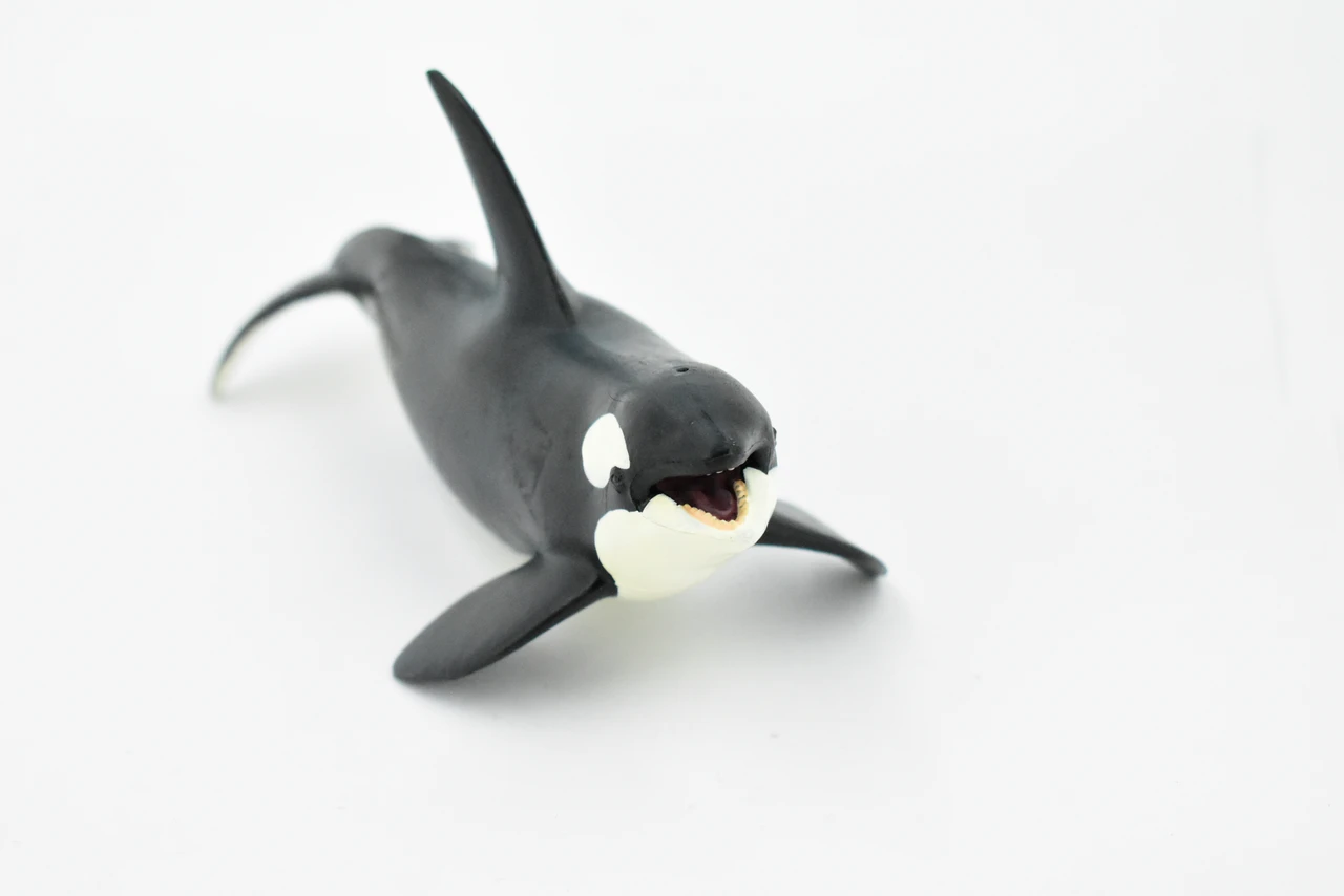 Orca, Killer Whale, Marine Mammal, Museum Quality, Hand Painted, Educational, Rubber Animal, Realistic, Diorama Model, Toy Figure, Kids, 7 1/2 Inches.