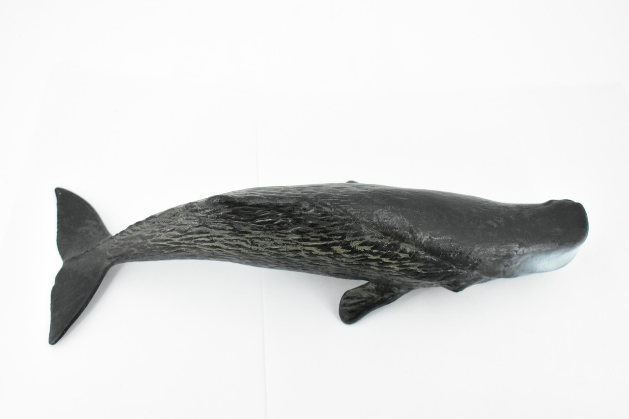 Sperm Whale, Cetacean, Marine Mammal, Museum Quality, Hand Painted, Rubber, Toy Figure, Diorama Model, Educational, 11 Inches. 