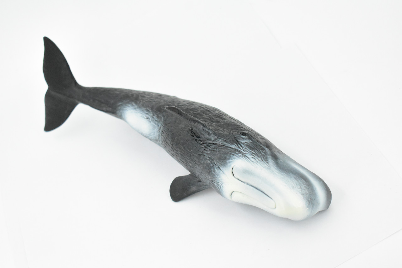 Whale, Sperm Whale, Cetacean, Marine Mammal, Museum Quality, Hand Painted, Rubber, Toy Figure, Model, Educational, Gift,       11"     CH349 BB135