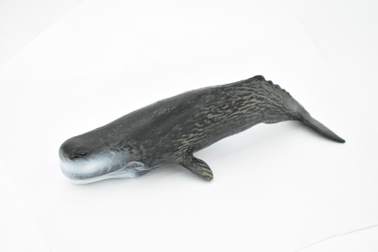 Whale, Sperm Whale, Cetacean, Marine Mammal, Museum Quality, Hand Painted, Rubber, Toy Figure, Model, Educational, Gift,       11"     CH349 BB135