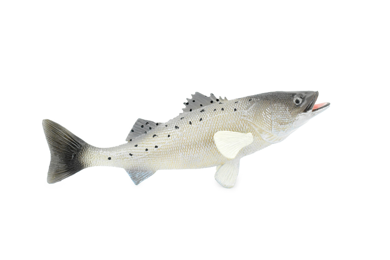 Fish, Speckled Seatrout, Spotted Sea Trout, Museum Quality, Hand Painted, Rubber Fish, Realistic Toy Figure, Model, Replica, Kids, Educational, Gift,       7"      CH352 BB136