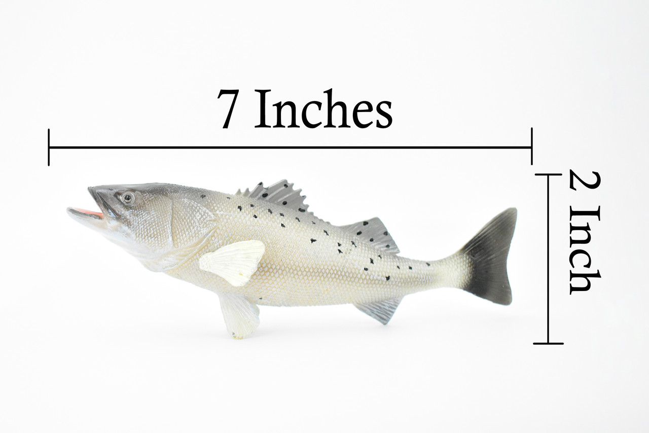 Fish, Speckled Seatrout, Spotted Sea Trout, Museum Quality, Hand Painted, Rubber Fish, Realistic Toy Figure, Model, Replica, Kids, Educational, Gift,       7"      CH352 BB136