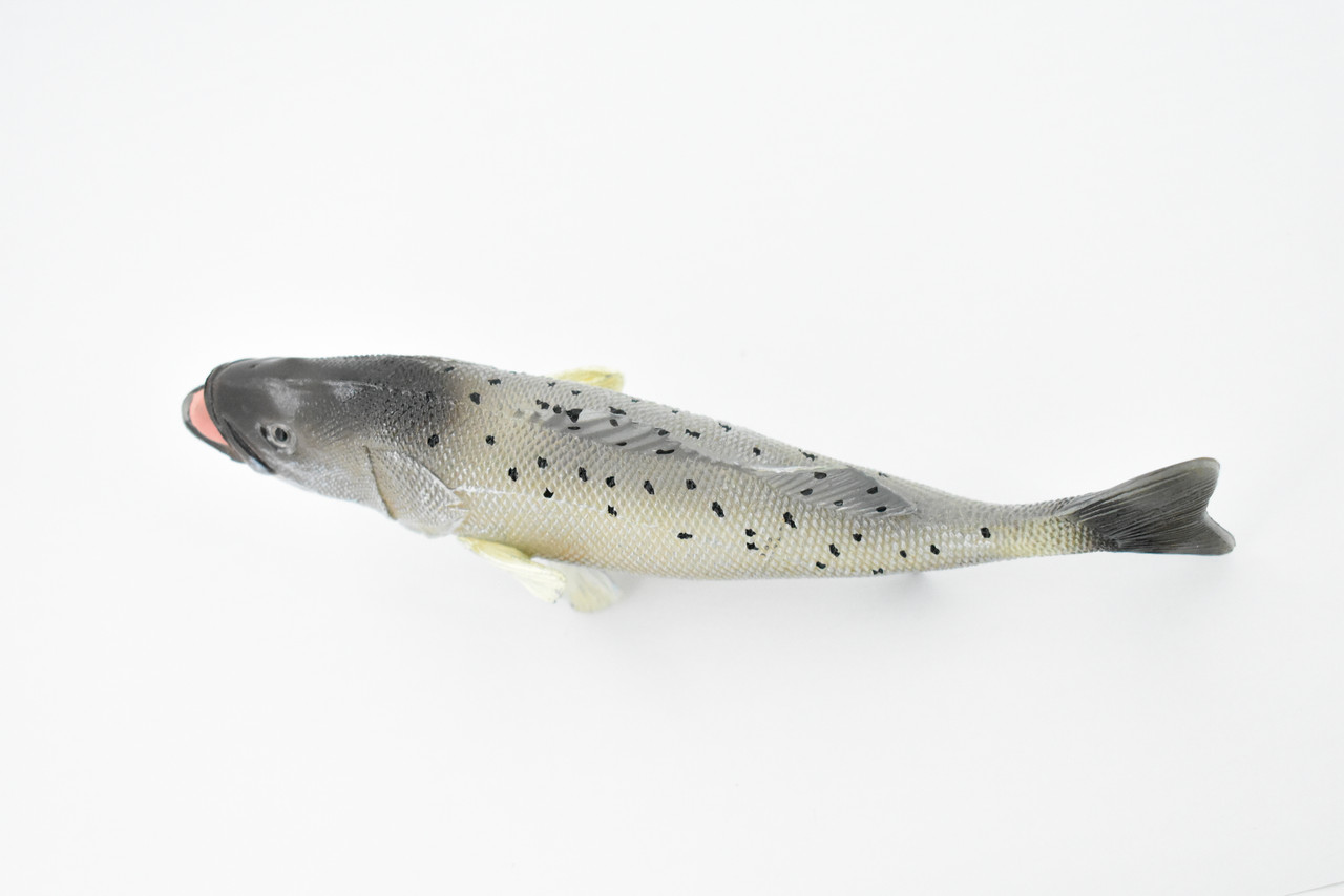 Fish, Speckled Seatrout, Spotted Sea Trout, Museum Quality, Hand Painted, Rubber Fish, Realistic Toy Figure, Model, Replica, Kids, Educational, Gift,       7"      CH352 BB136