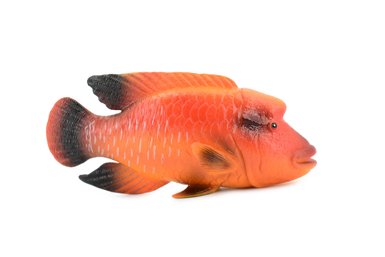 Fish, Red Humphead Wrasse, Museum Quality, Hand Painted, Rubber Fish,  Realistic Toy Figure, Model, Replica, Kids, Educational, Gift, 7 CH363  BB138